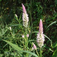 Celosia argentea L.